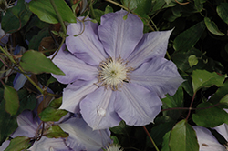 H.F. Young Clematis (Clematis 'H.F. Young') at Ward's Nursery & Garden Center