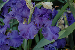 Breakers Iris (Iris 'Breakers') at Ward's Nursery & Garden Center
