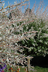 Tricolor Willow (tree form) (Salix integra 'Hakuro Nishiki (tree form)') at Ward's Nursery & Garden Center