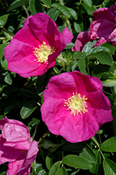 Raspberry Rugostar Rose (Rosa 'Meitozaure') at Ward's Nursery & Garden Center
