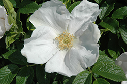 White Rugosa Rose (Rosa rugosa 'Alba') at Ward's Nursery & Garden Center