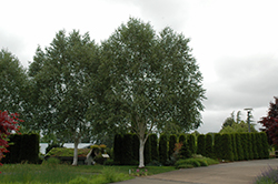Whitebark Himalayan Birch (Betula utilis 'var. jacquemontii') at Ward's Nursery & Garden Center