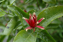 Spice Bush (Calycanthus occidentalis) at Ward's Nursery & Garden Center