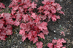 Fire Chief Coral Bells (Heuchera 'Fire Chief') at Ward's Nursery & Garden Center