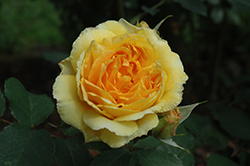 Molineux Rose (Rosa 'Molineux') at Ward's Nursery & Garden Center