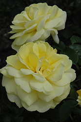 Yellow Brick Road Rose (Rosa 'Yellow Brick Road') at Ward's Nursery & Garden Center