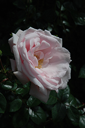 New Dawn Rose (Rosa 'New Dawn') at Ward's Nursery & Garden Center