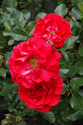 Cherry Frost Rose (Rosa 'Overedclimb') in Great Barrington Berkshires ...