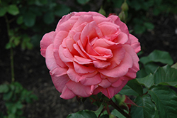 Kiss Me Rose (Rosa 'Kiss Me') at Ward's Nursery & Garden Center