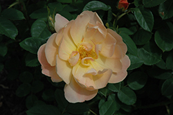 The Lark Ascending Rose (Rosa 'Ausursula') at Ward's Nursery & Garden Center