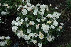 White Knock Out Rose (Rosa 'Radwhite') at Ward's Nursery & Garden Center