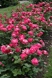 Double Knock Out Rose (Rosa 'Radtko') at Ward's Nursery & Garden Center