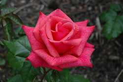 Cinnamon Dolce Rose (Rosa 'Meitadeha') at Ward's Nursery & Garden Center