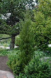 Spearmint Juniper (Juniperus chinensis 'Spearmint') at Ward's Nursery & Garden Center