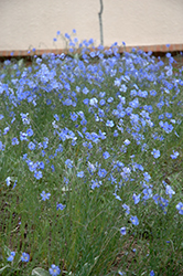 Blue Sapphire Perennial Flax (Linum perenne 'Blue Sapphire') at Ward's Nursery & Garden Center