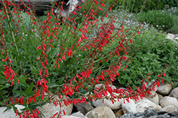 Firecracker Penstemon (Penstemon eatonii) at Ward's Nursery & Garden Center