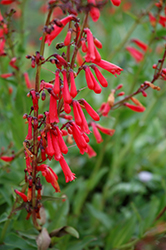 Firecracker Penstemon (Penstemon eatonii) at Ward's Nursery & Garden Center