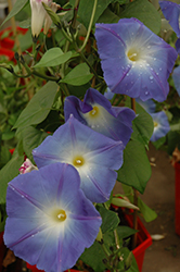 Heavenly Blue Morning Glory (Ipomoea tricolor 'Heavenly Blue') at Ward's Nursery & Garden Center