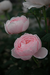 Queen Of Sweden Rose (Rosa 'Queen Of Sweden') at Ward's Nursery & Garden Center
