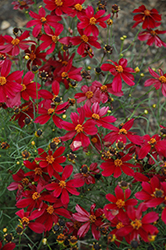 Red Satin Tickseed (Coreopsis 'Red Satin') at Ward's Nursery & Garden Center