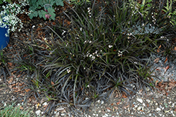 Black Mondo Grass (Ophiopogon planiscapus 'Niger') at Ward's Nursery & Garden Center