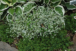 Diamond Frost Euphorbia (Euphorbia 'INNEUPHDIA') at Ward's Nursery & Garden Center