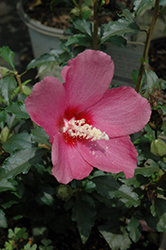 Lil' Kim Red Rose of Sharon (Hibiscus syriacus 'SHIMRR38') at Ward's Nursery & Garden Center