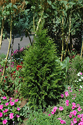 Steeplechase Arborvitae (Thuja 'Steeplechase') at Ward's Nursery & Garden Center