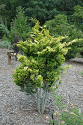 Tetragona Aurea Hinoki Falsecypress (Chamaecyparis obtusa 'Tetragona Aurea') at Ward's Nursery & Garden Center