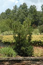 Shrubby Podocarpus (Podocarpus macrophyllus 'Maki') at Ward's Nursery & Garden Center
