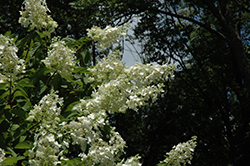 Tardiva Hydrangea (tree form) (Hydrangea paniculata 'Tardiva (tree form)') at Ward's Nursery & Garden Center