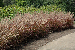 Purple Fountain Grass (Pennisetum setaceum 'Rubrum') at Ward's Nursery & Garden Center
