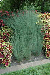 Blue Arrows Rush (Juncus inflexus 'Blue Arrows') at Ward's Nursery & Garden Center