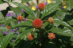 Button Bush (Cephalanthus occidentalis) at Ward's Nursery & Garden Center