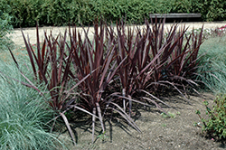 Purple Sensation Cordyline (Cordyline 'Purple Sensation') at Ward's Nursery & Garden Center