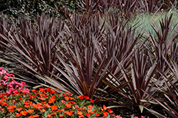 Red Sensation Grass Palm (Cordyline australis 'Red Sensation') at Ward's Nursery & Garden Center