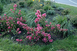 Sonic Bloom Pink Reblooming Weigela (Weigela florida 'Bokrasopin') at Ward's Nursery & Garden Center
