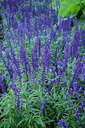 Victoria Blue Salvia (Salvia farinacea 'Victoria Blue') at Ward's Nursery & Garden Center