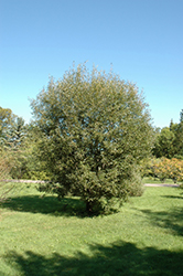 Pussy Willow (Salix discolor) at Ward's Nursery & Garden Center