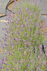 SuperBlue Lavender (Lavandula angustifolia 'SuperBlue') at Ward's Nursery & Garden Center