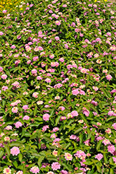 Landscape Bandana Pink Lantana (Lantana camara 'Landscape Bandana Pink') at Ward's Nursery & Garden Center