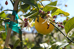 Meyer Lemon (Citrus x meyeri) at Ward's Nursery & Garden Center