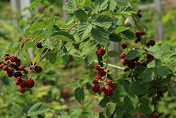 Chester Thornless Blackberry (Rubus 'Chester') at Ward's Nursery & Garden Center
