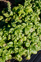 Genovese Basil (Ocimum basilicum 'Genovese') at Ward's Nursery & Garden Center