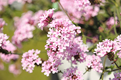 Cake Pops Pink Verbena (Verbena rigida 'WNVECPPK') at Ward's Nursery & Garden Center