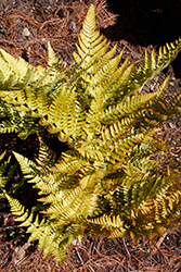 Brilliance Autumn Fern (Dryopteris erythrosora 'Brilliance') at Ward's Nursery & Garden Center