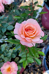 Calypso Rose (Rosa 'BAIypso') at Ward's Nursery & Garden Center