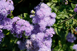 Blue Horizon Flossflower (Ageratum 'Blue Horizon') at Ward's Nursery & Garden Center