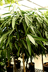 Alii Fig (Ficus maclellandii 'Alii') at Ward's Nursery & Garden Center