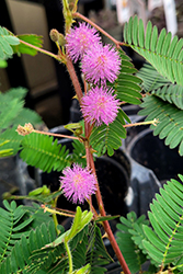 Sensitive Plant (Mimosa pudica) at Ward's Nursery & Garden Center